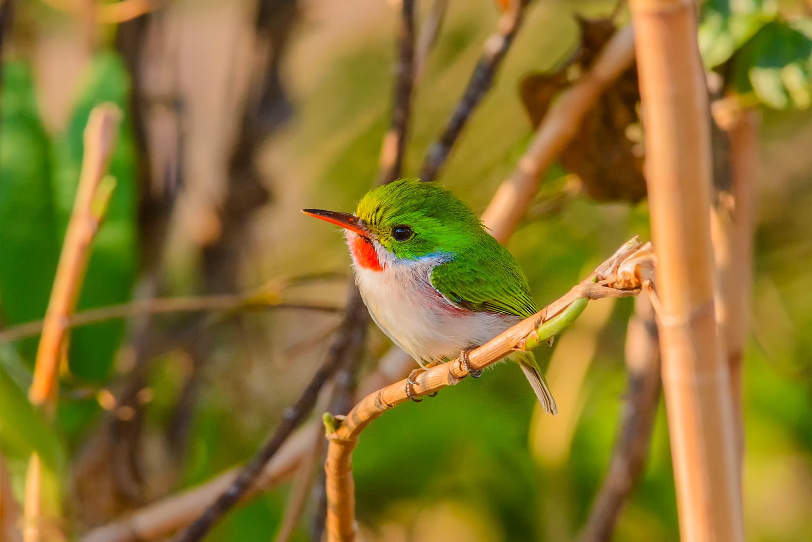 Cuban Tody Small Bird Images