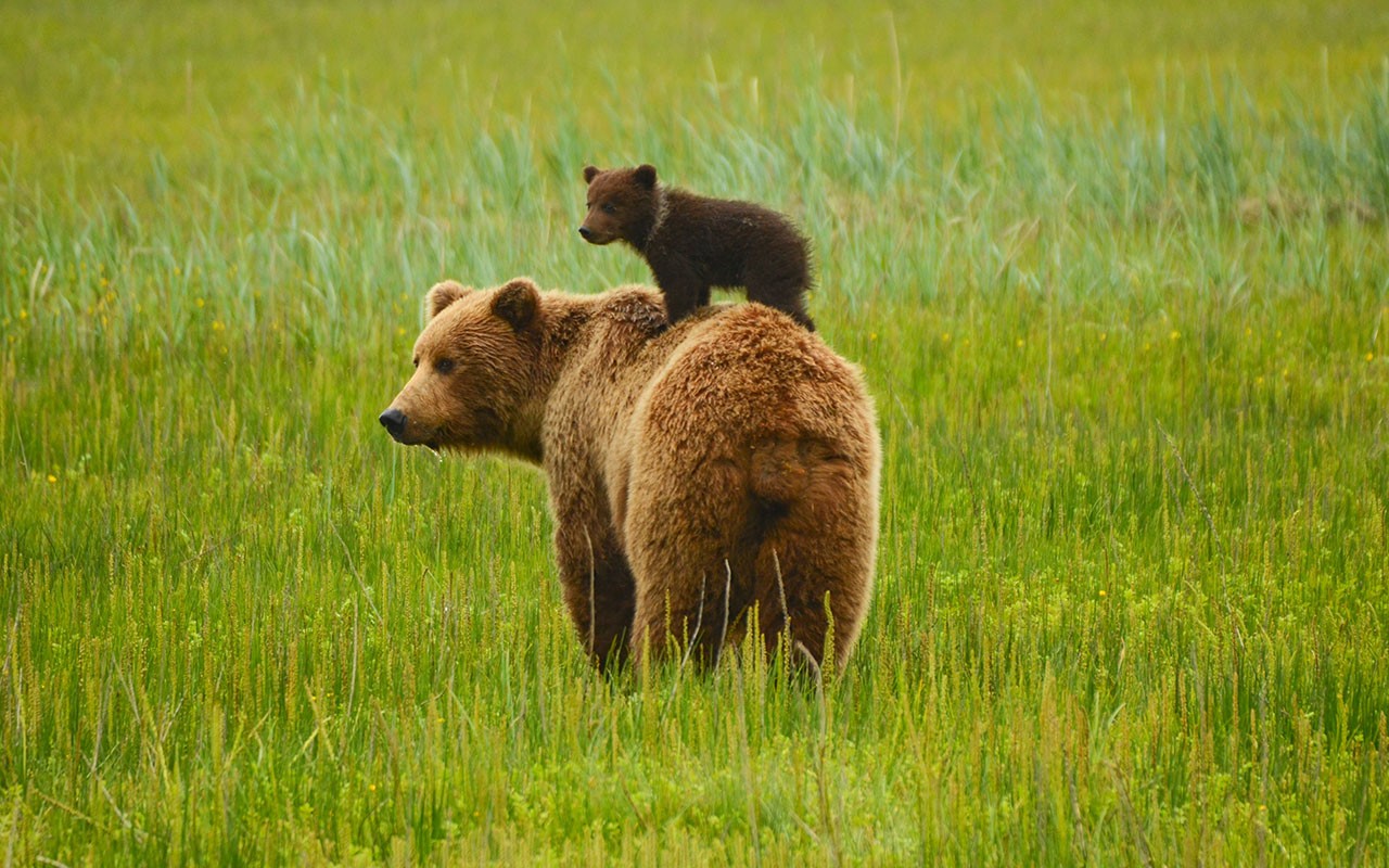 Cute Bear With Little One
