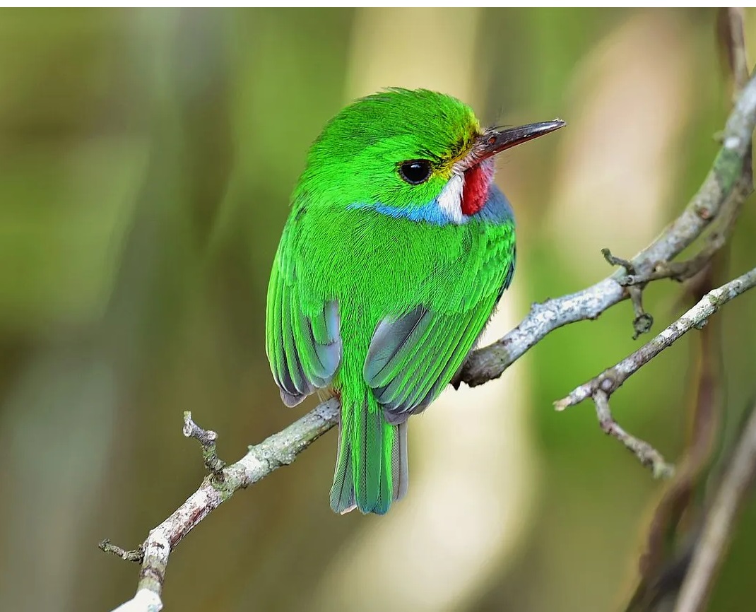 Cute Green Bird Cuban Tody Pictures