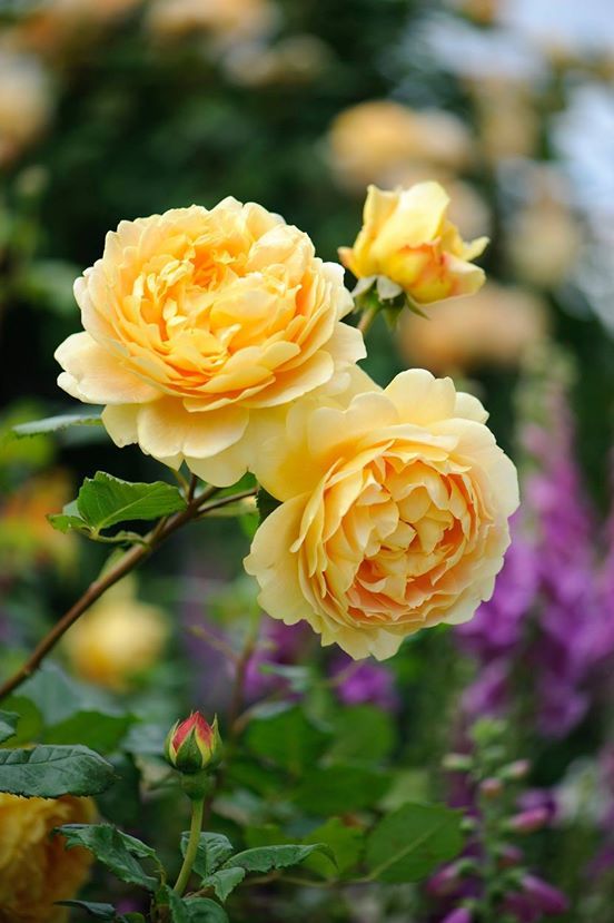 Cute Yellow Rose Fotos