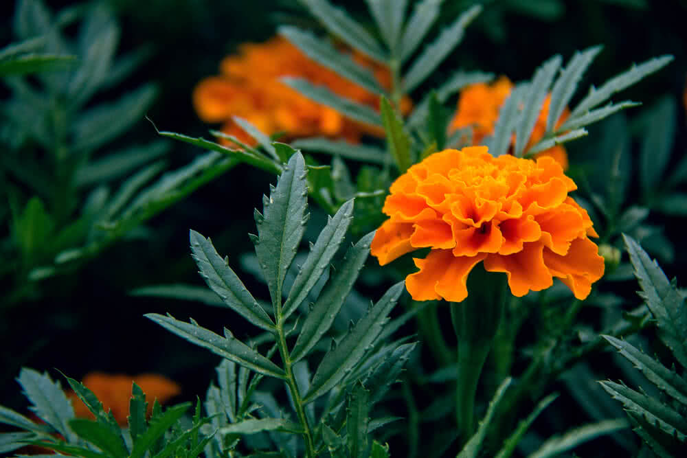 Garden Flower Marigold Stills