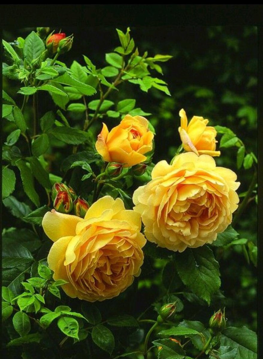 Garden Flower Yellow Rose Pics