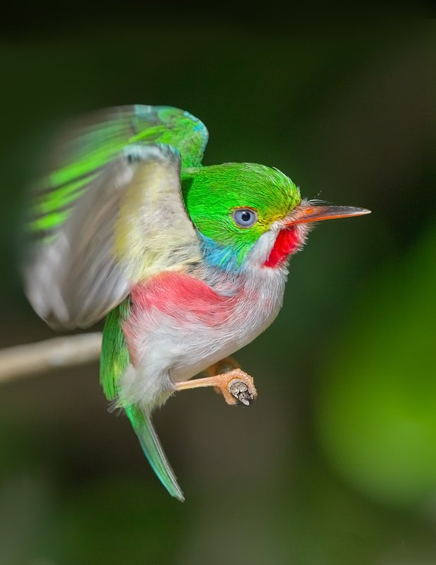Green Bird Cuban Tody Pictures