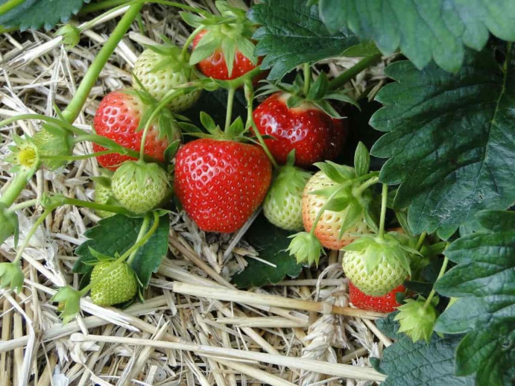Healthy Fruit Strawberry Fruit Pics