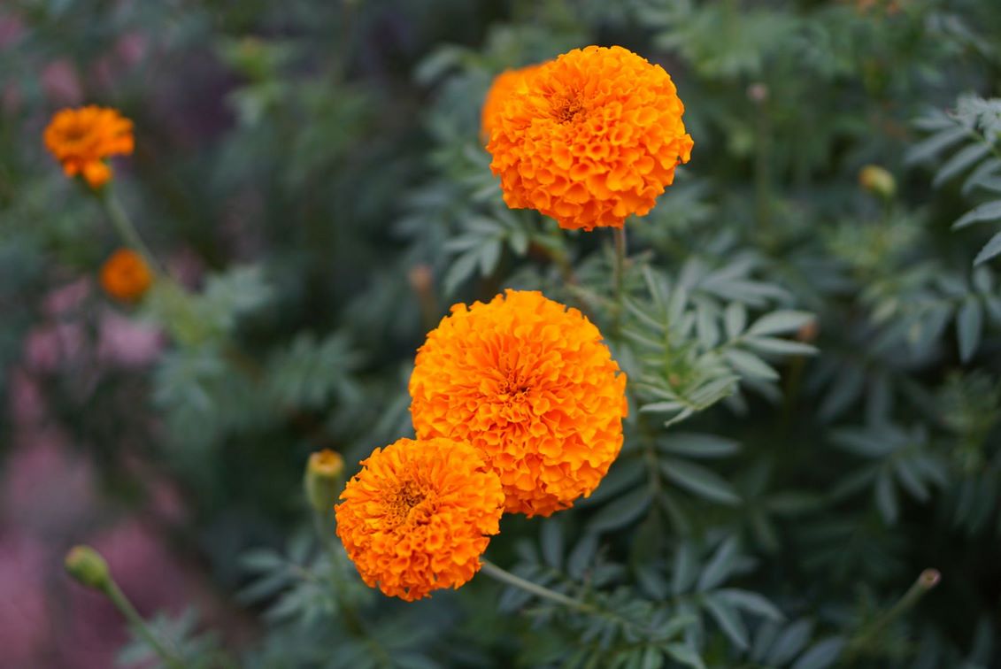 Mexican Marigold Flower Images
