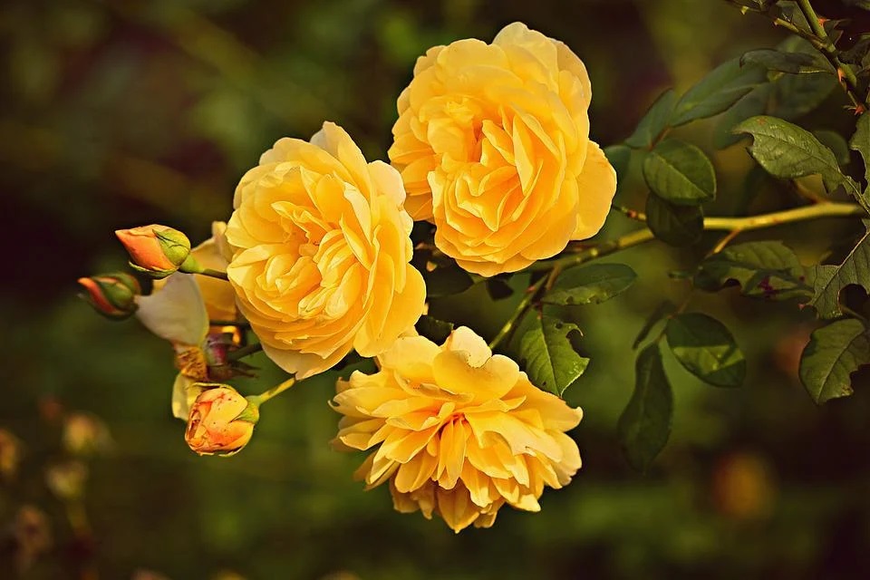 Nature Flower Yellow Rose Images