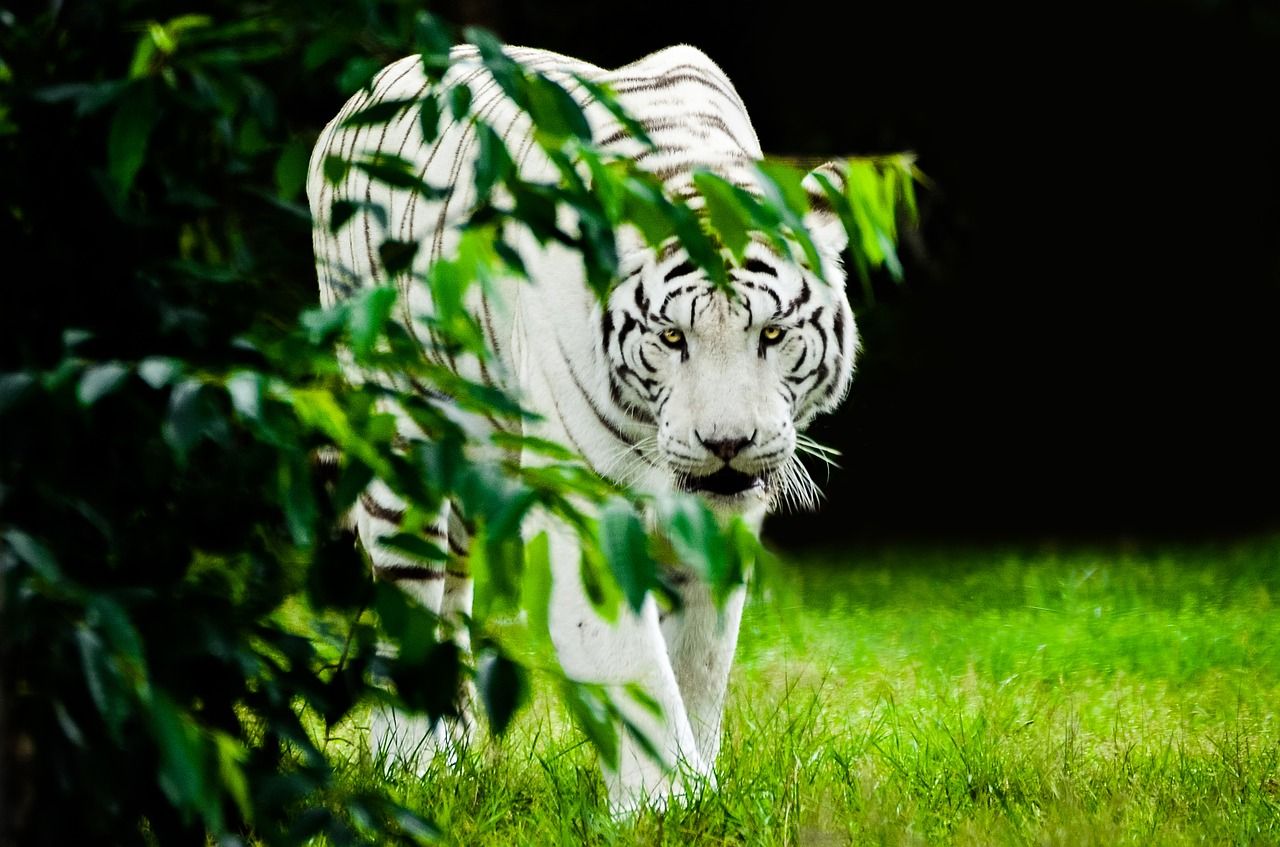 Nature White Tiger Wild Animal