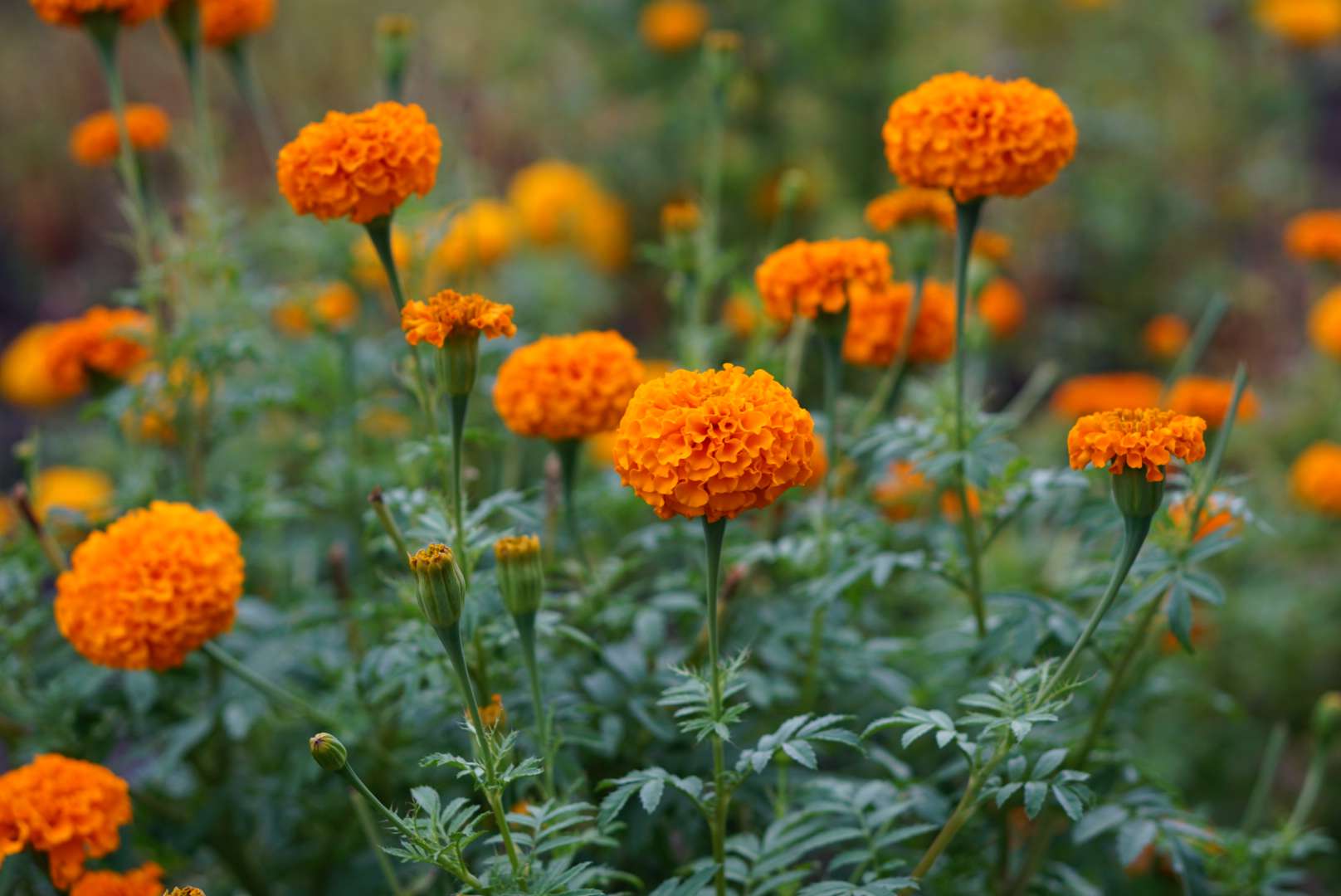 Orange Flower Marigold Fotos