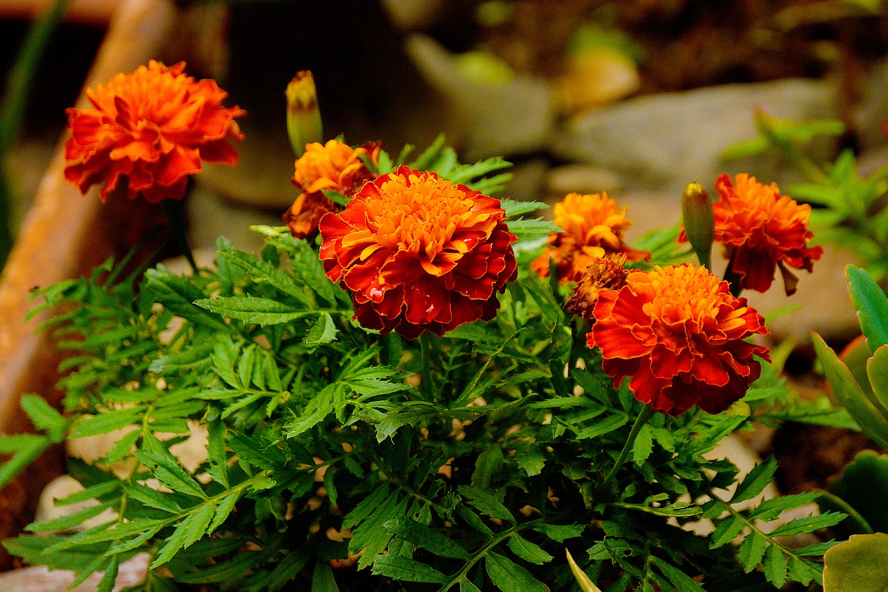 Pretty Flower Marigold Pics