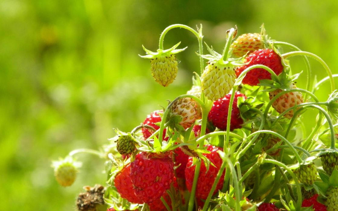 Strawberry Fruit Fotos