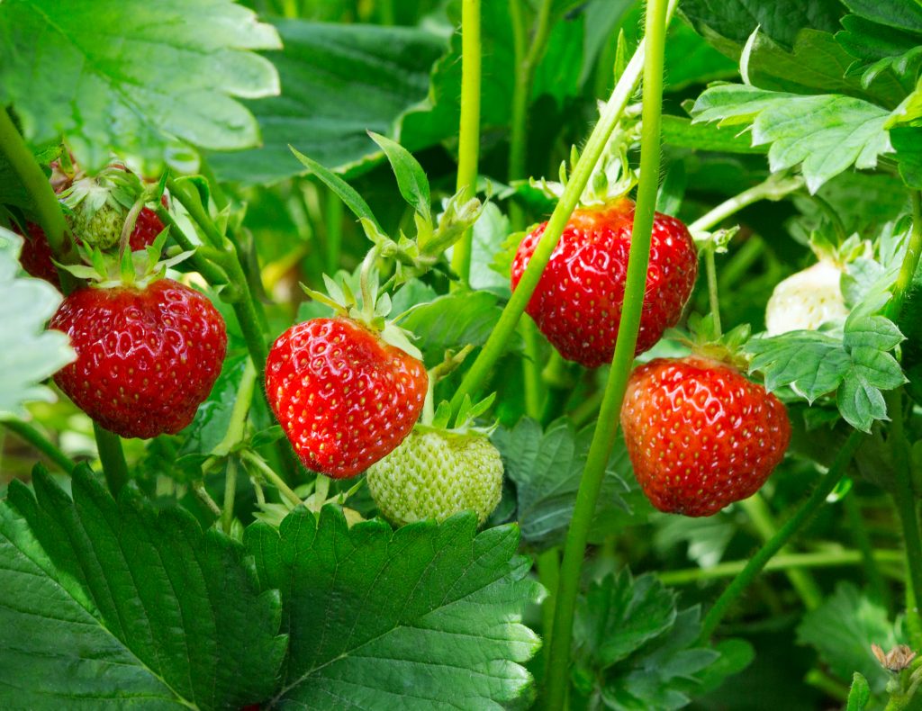Strawberry Fruit Pictures