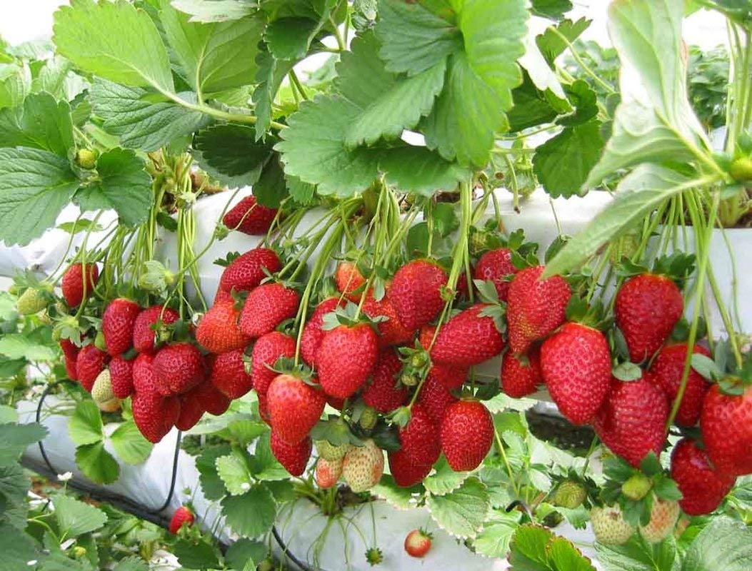Strawberry Fruit Plant Images