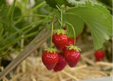 Strawberry Fruit Hd Wallpaper