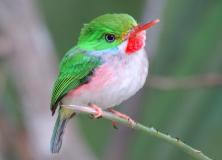 Cuban Tody Bird Beautiful Pictures