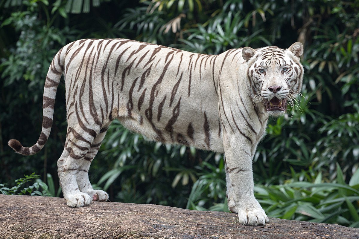 White Bengal Tiger Images