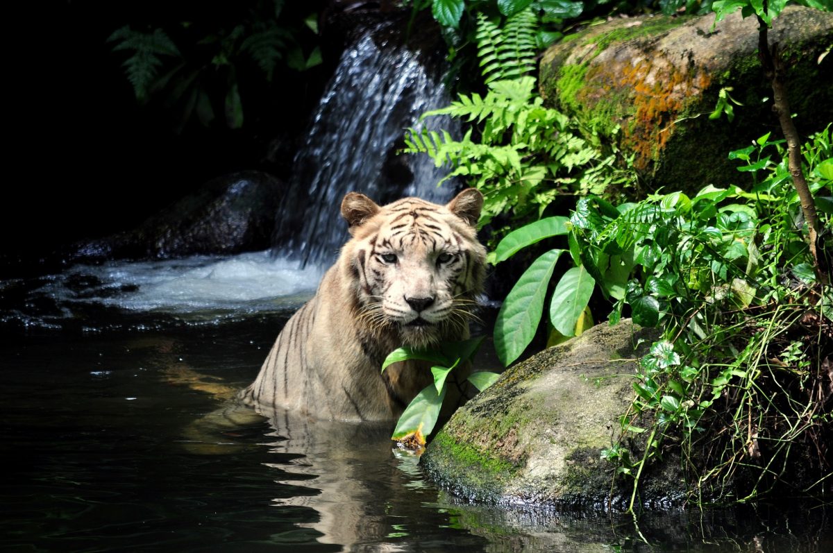 White Bengal Tiger In Water