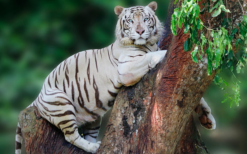 White Bengal Tiger On Tree