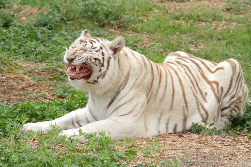 White Bengal Tiger Rare Photos