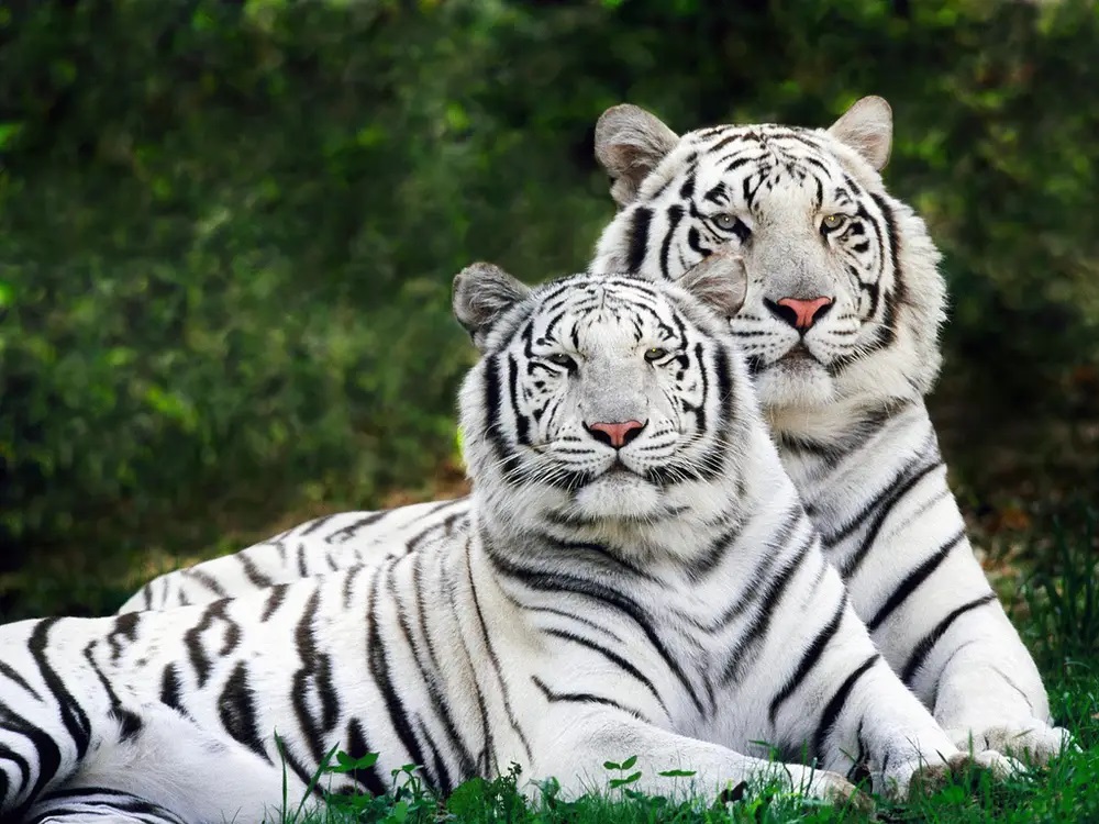 White Male And Female Tiger Pics