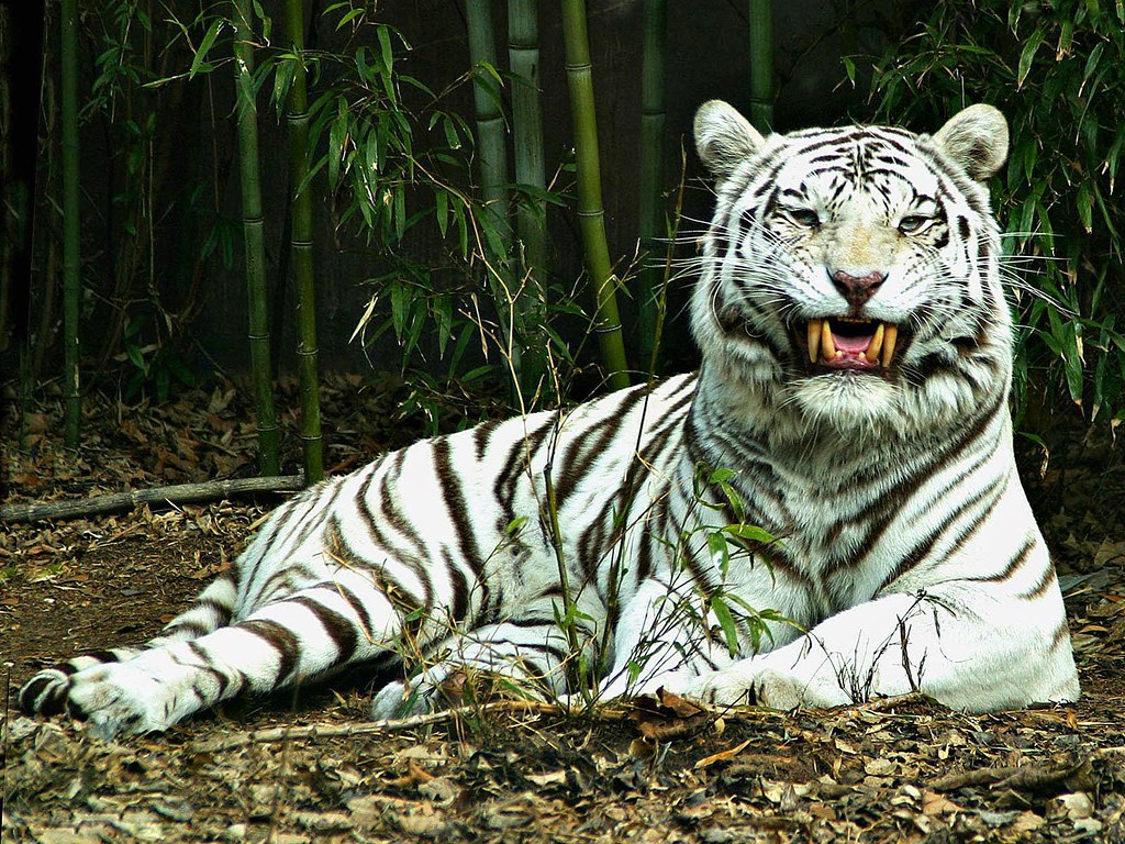 White Tiger Unseen Pictures