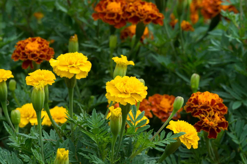 Yellow Marigold Garden Flower