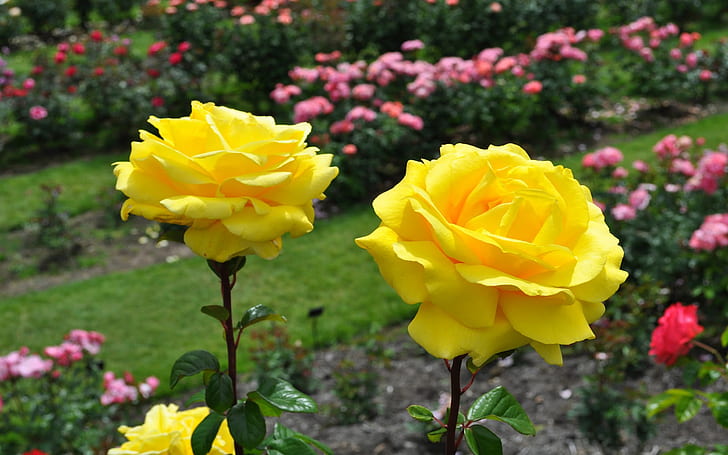 Yellow Rose Beautiful Photos