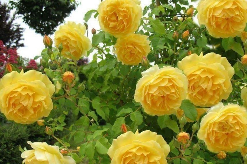 Yellow Rose Garden Pictures