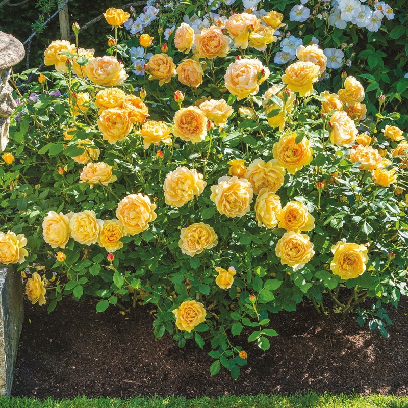 Yellow Rose Plant Stills