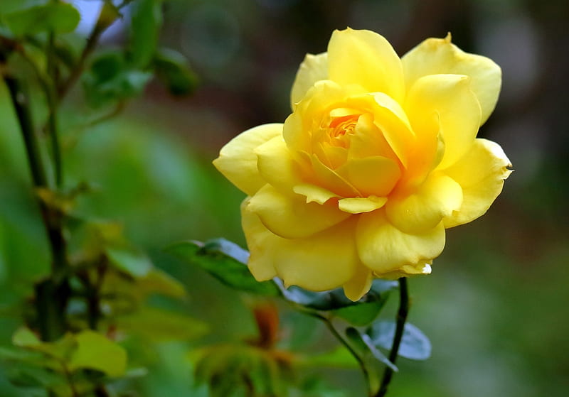 Yellow Rose Pretty Images