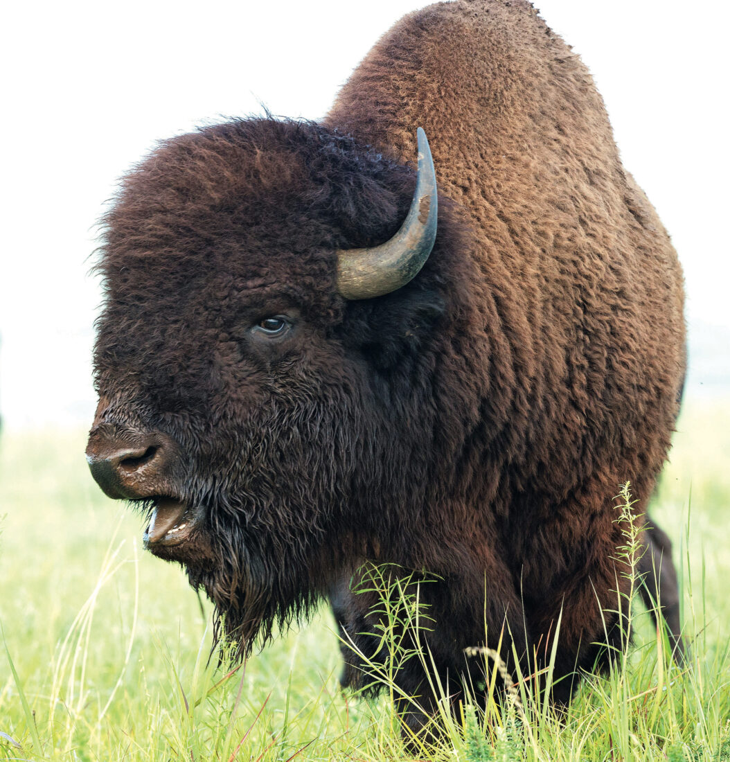American Bison Image