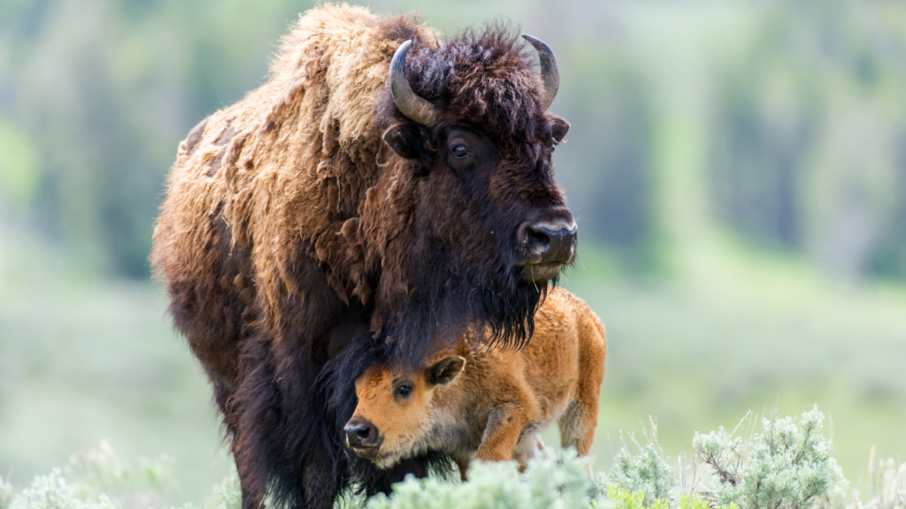 American Bison Photos