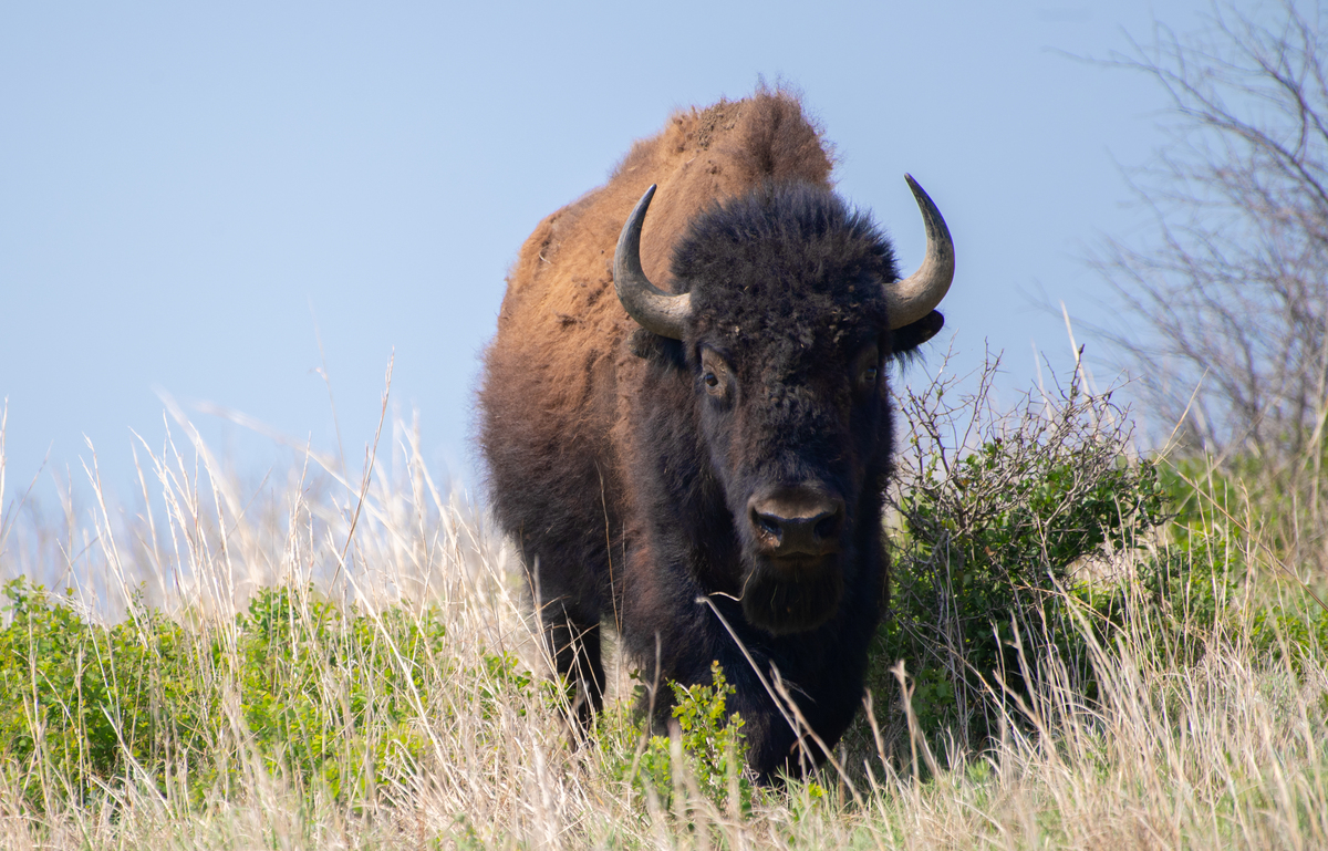 American Bison Pictures