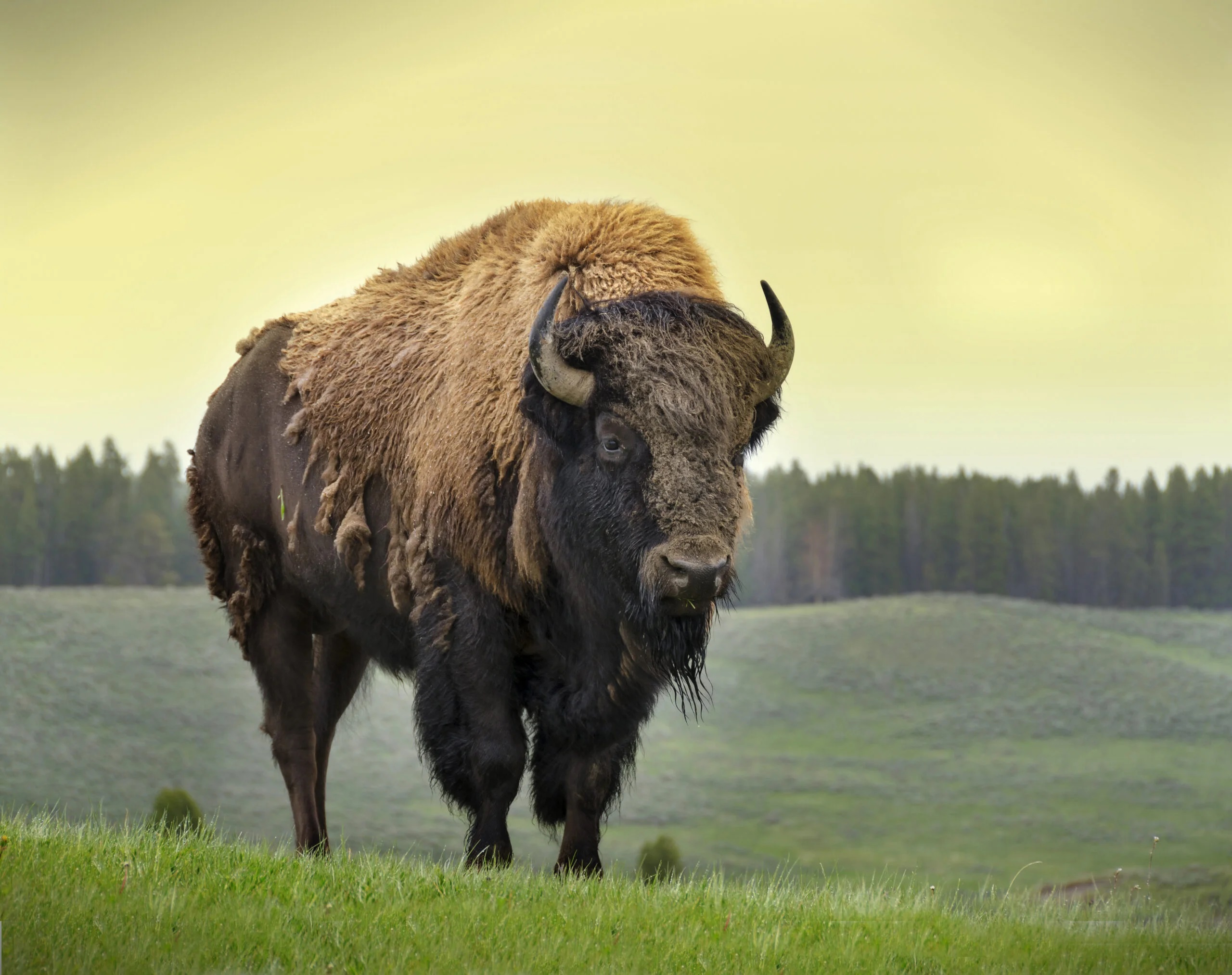 American Bison Standing Stills