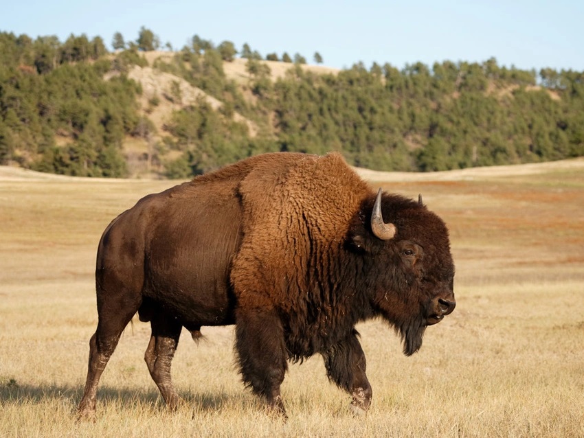 American Bison Stills