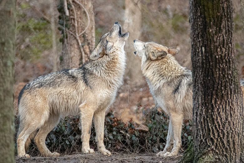 Couple Wolf Animal Pictures