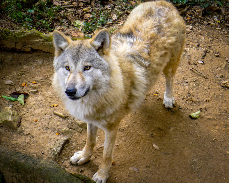 Wolf Animal Gallery