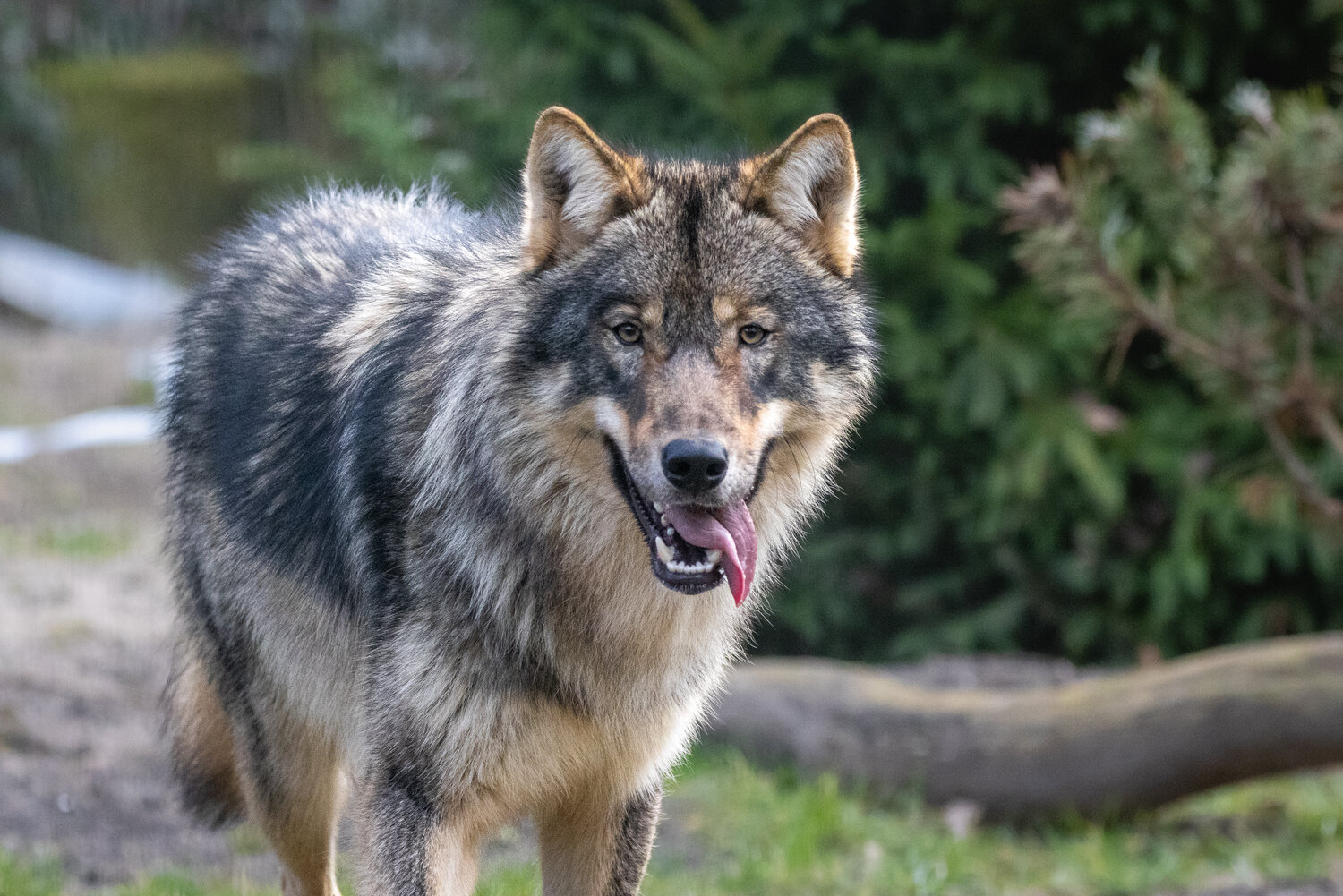 Wolf Animal Photos