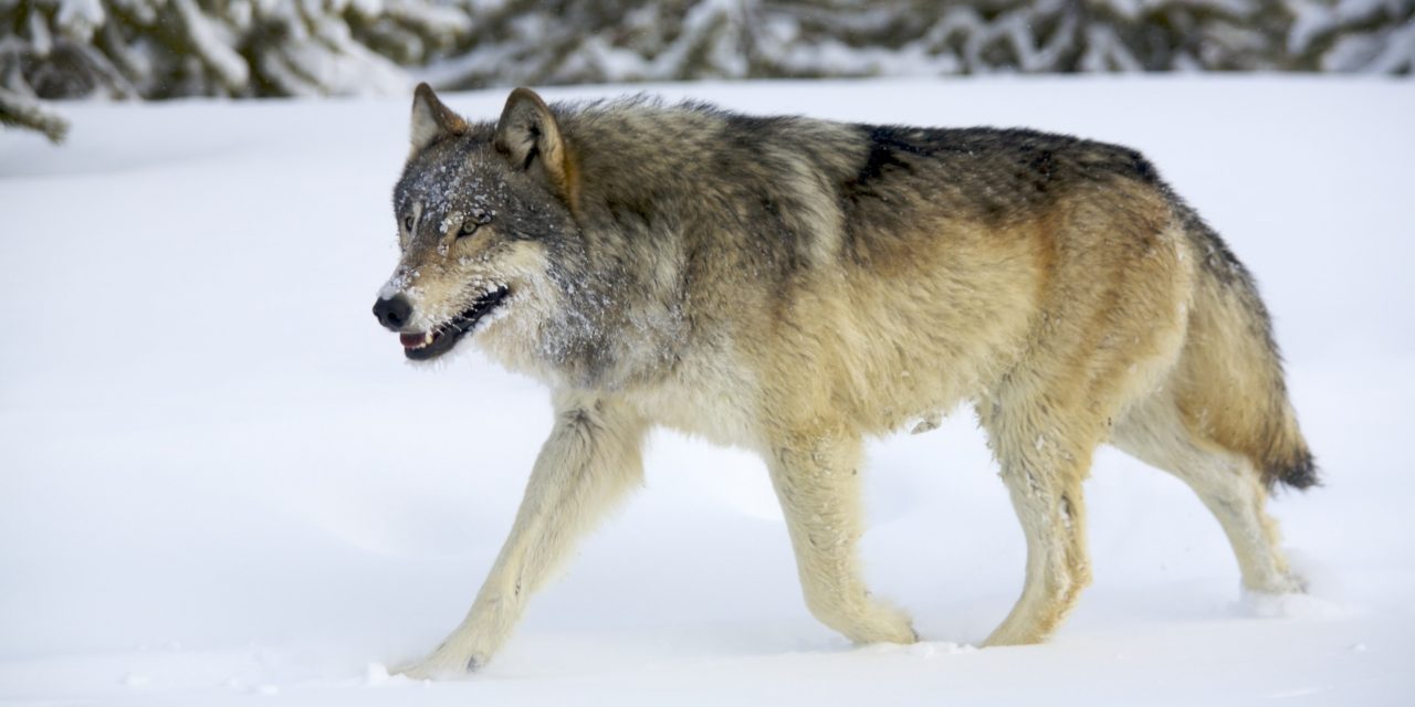 Wolf Animal Stills