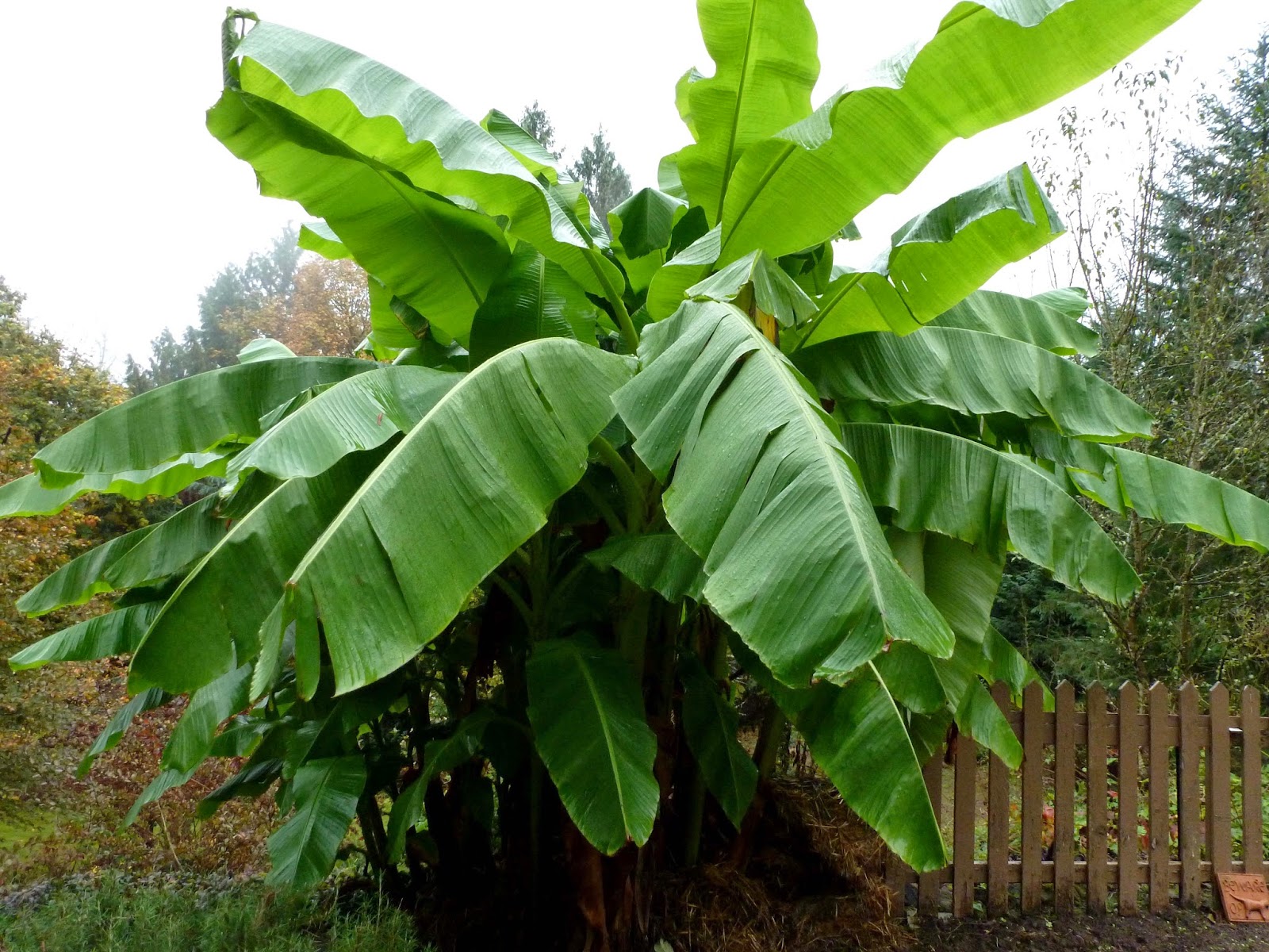 Banana Tree Pictures
