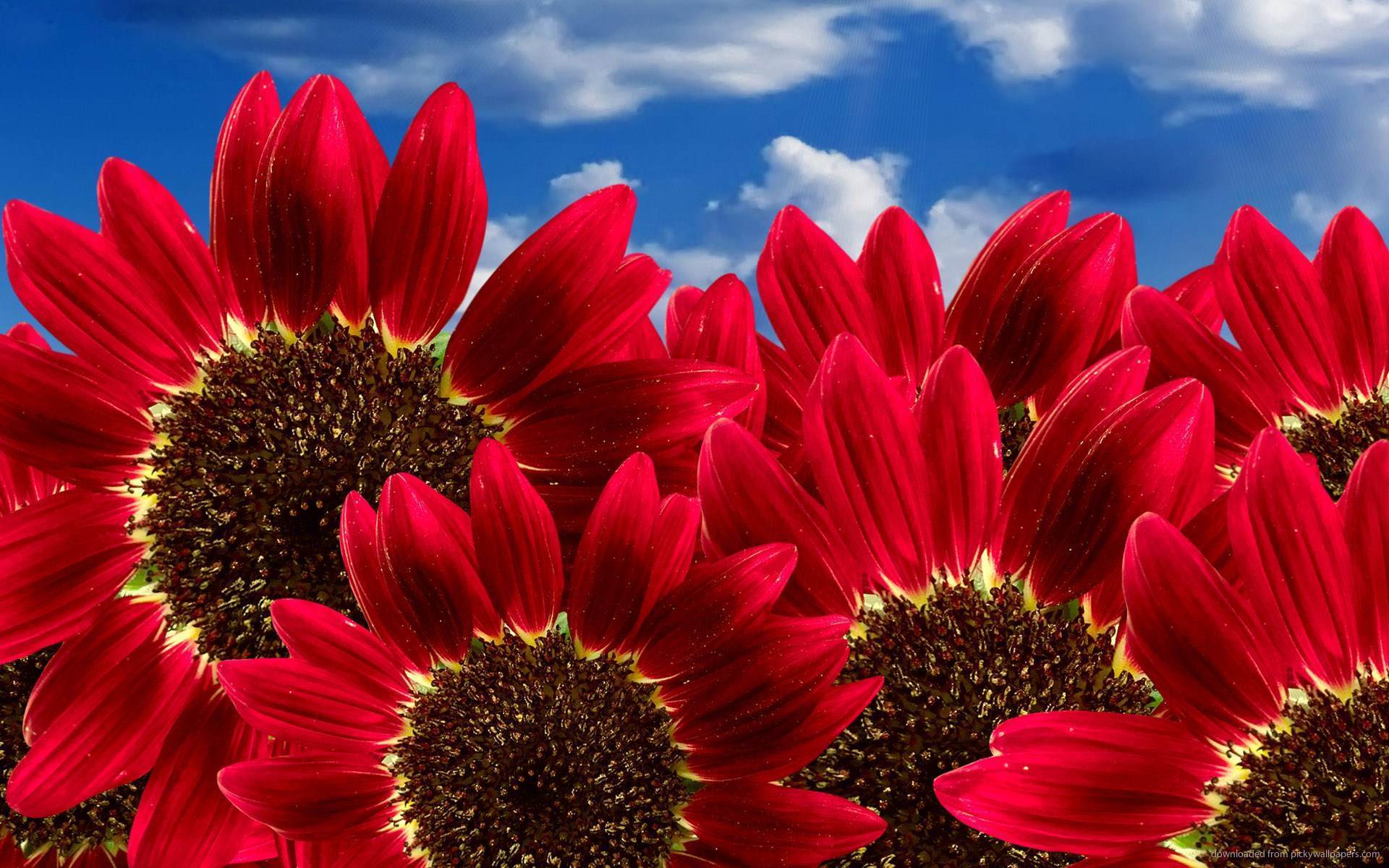 Red Sunflower Wallpaper
