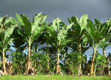 banana tree pictures