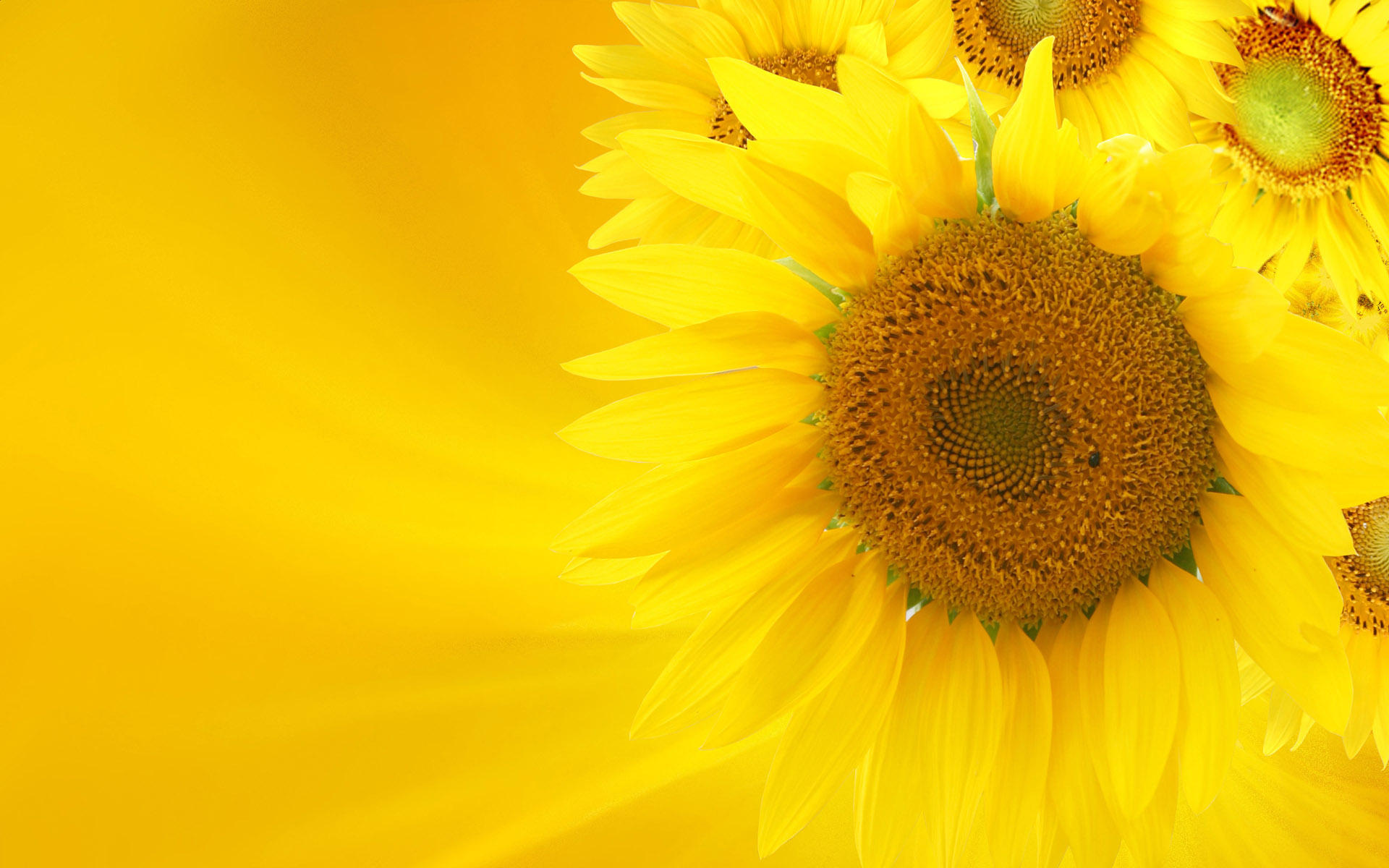 Yellow Sunflower Wallpaper