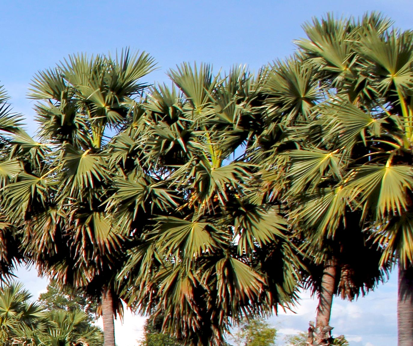 Group Sugar Palm Trees