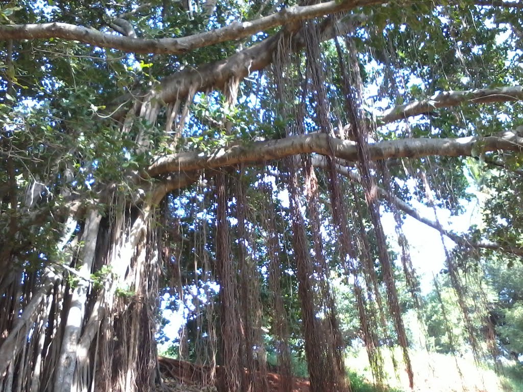 Indian Banyan Pictures