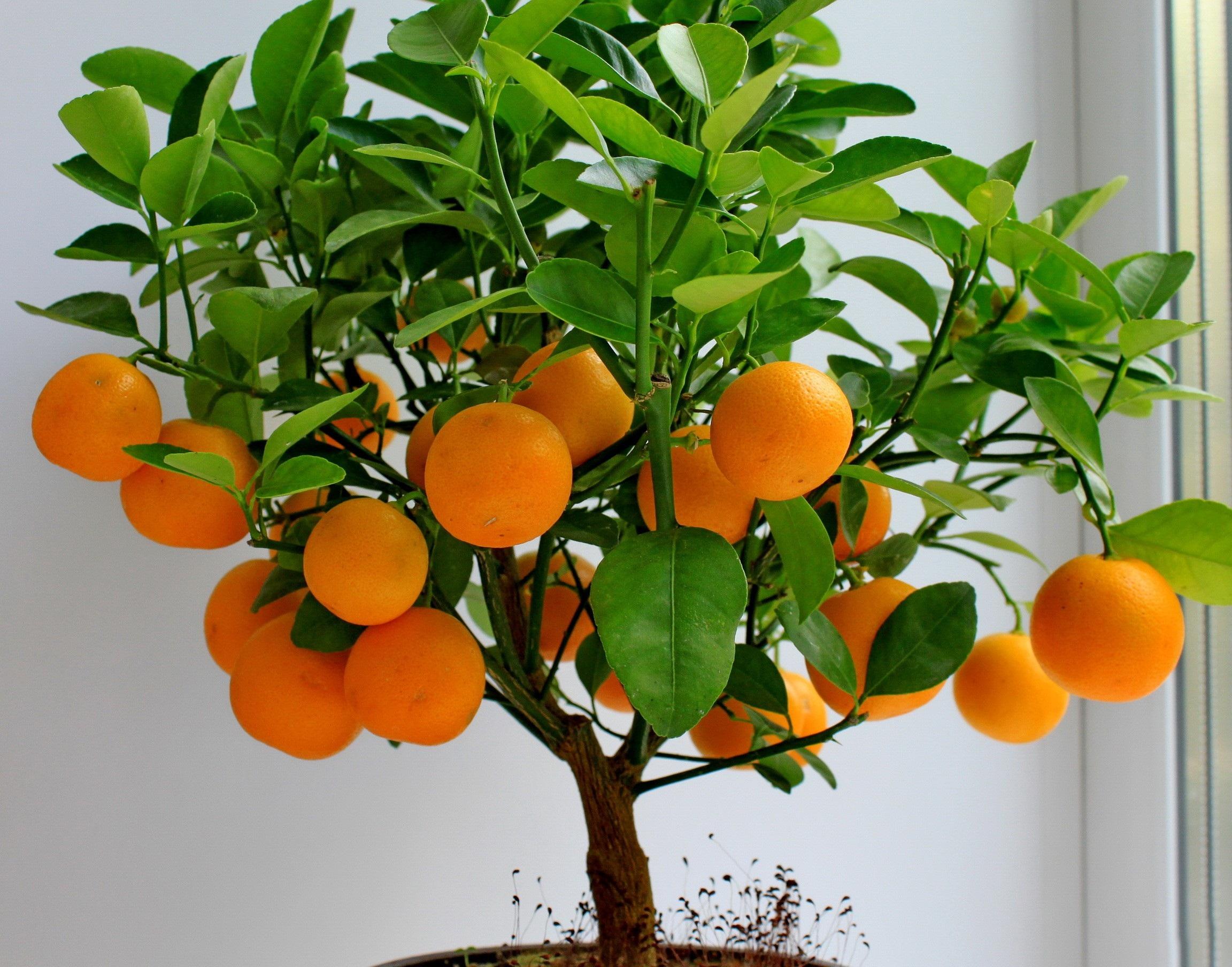 Orange Tree Photos