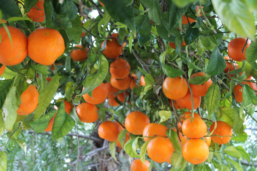Orange Tree Pictures