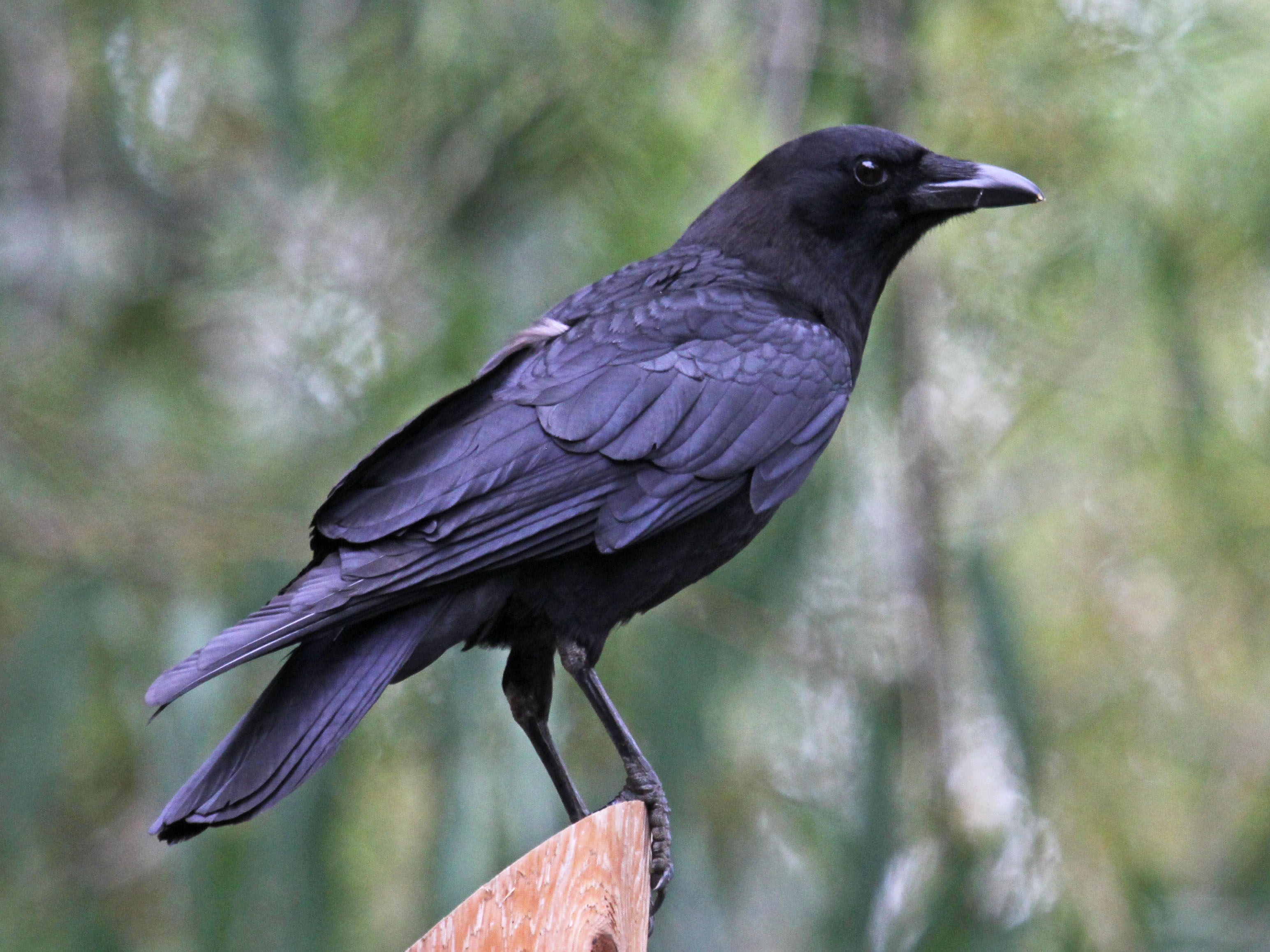 Crow Bird Wallpaper