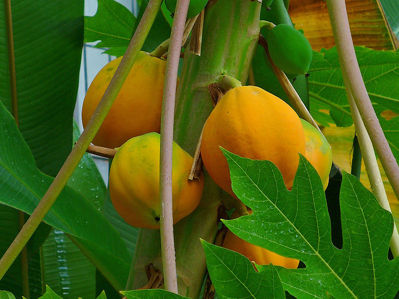 Papaya Tree Many Fruit