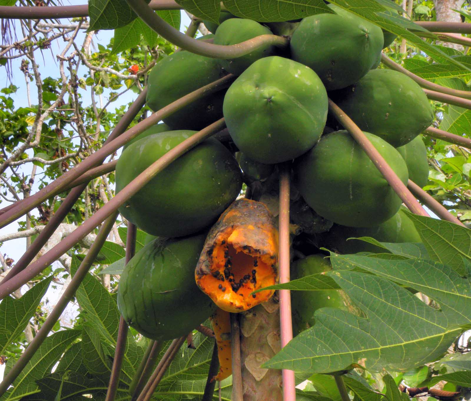 Papaya Tree Pictures