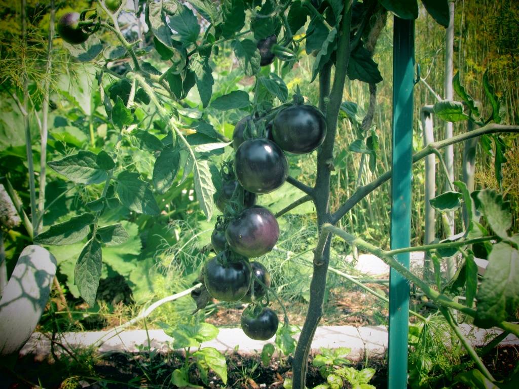 Black Tomato Plants Photos